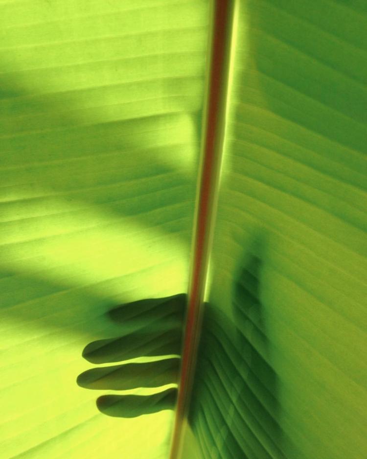 Leaf with hand shadow